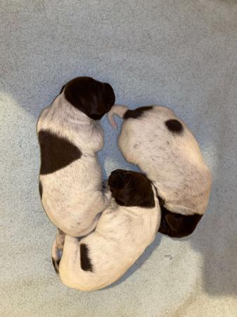 German Shorthaired Pointer for sale by ABDRUCKEN