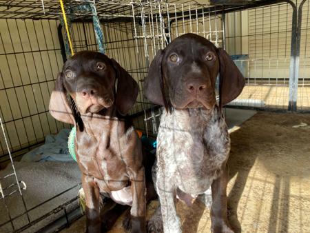 German Shorthaired Pointer for sale by ABDRUCKEN