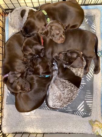 German Shorthaired Pointer for sale by ABDRUCKEN