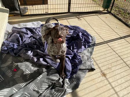 German Shorthaired Pointer for sale by ABDRUCKEN