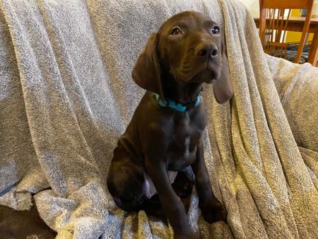 German Shorthaired Pointer for sale by ABDRUCKEN