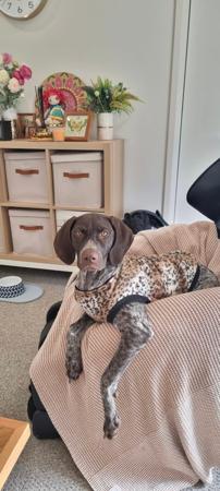 German Shorthaired Pointer for sale by ABDRUCKEN