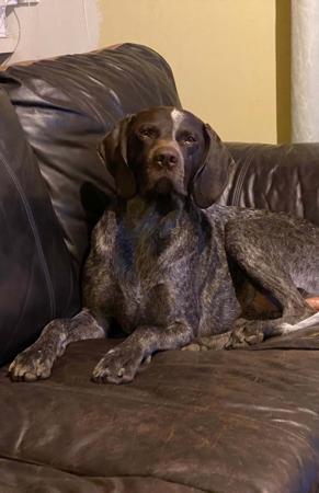 German Shorthaired Pointer for sale by ABDRUCKEN