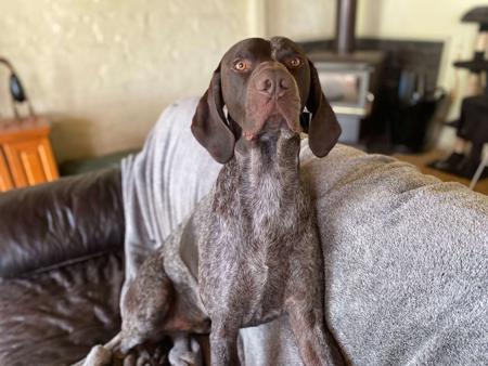 German Shorthaired Pointer for sale by ABDRUCKENGSP