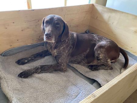 German Shorthaired Pointer for sale by ABDRUCKEN