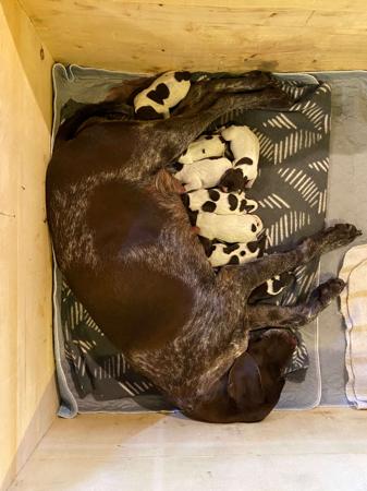 German Shorthaired Pointer for sale by ABDRUCKEN