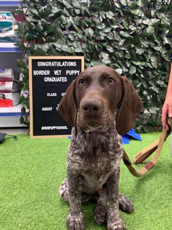 German Shorthaired Pointer for sale by ABDRUCKEN