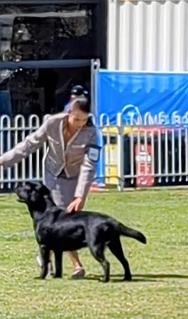 Labrador Retriever for sale by BACKADRI