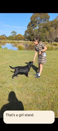 Labrador Retriever for sale by BACKADRI
