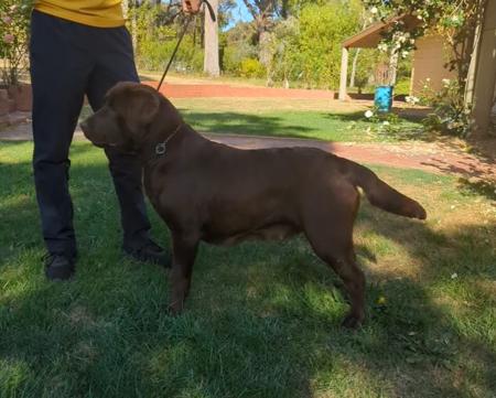 Labrador Retriever for sale by BACKADRI