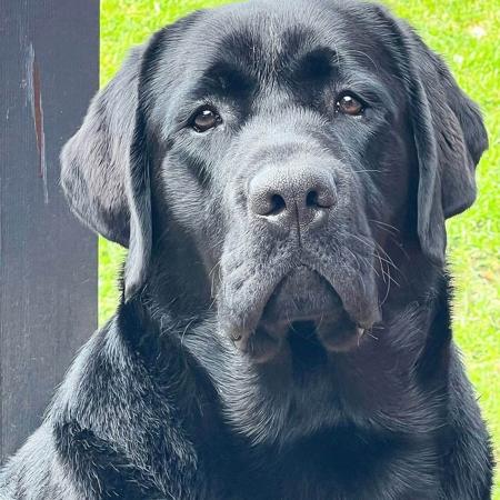 Labrador Retriever for sale by BACKADRI