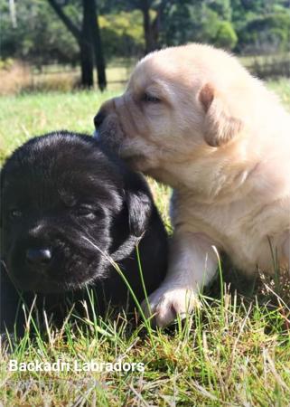 Labrador Retriever for sale by BACKADRI