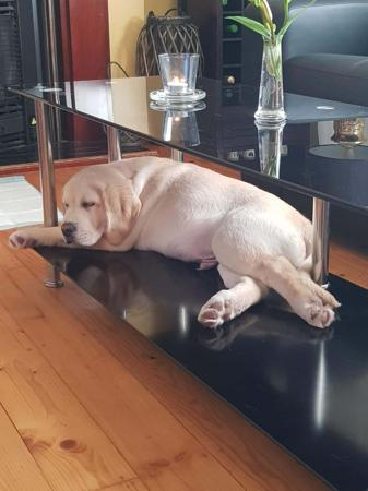 Labrador Retriever for sale by BACKADRI