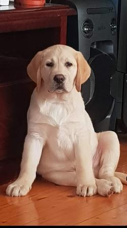 Labrador Retriever for sale by BACKADRI