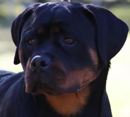 Rottweiler for sale by ROTSTAFELIUS
