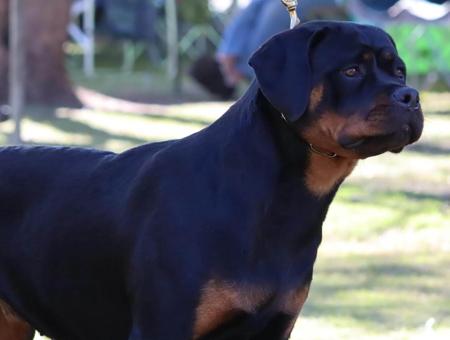 Rottweiler for sale by ROTSTAFELIUS