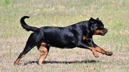 Rottweiler for sale by ROTSTAFELIUS