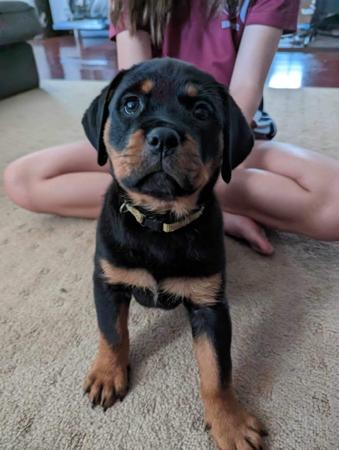 Rottweiler for sale by ROTSTAFELIUS