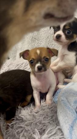 Chihuahua (Smooth Coat) puppy for sale by BROADHANGAR