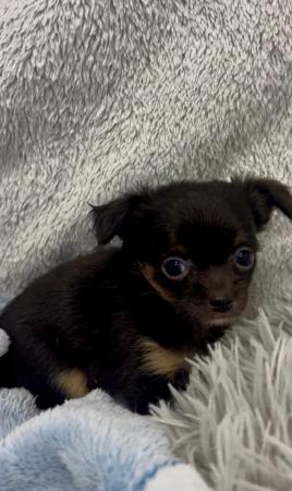 Chihuahua (Long Coat) puppy for sale by BROADHANGAR