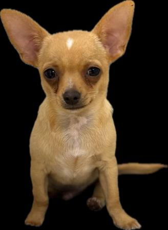 Chihuahua (Smooth Coat) puppy for sale by BROADHANGAR