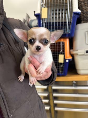 Chihuahua (Smooth Coat) puppy for sale by BROADHANGAR