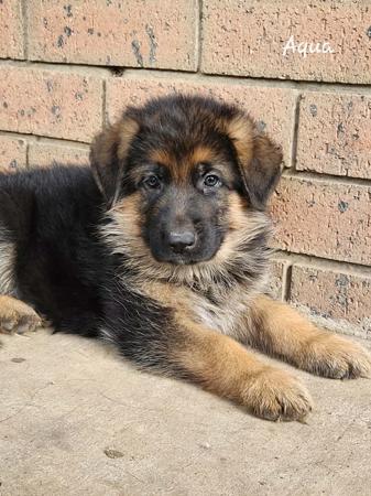 German Shepherd Dog puppy for sale by JACKIEREDMOND