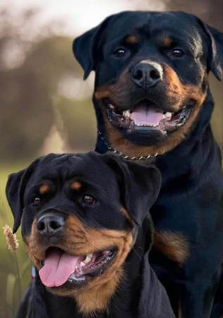 Rottweiler for sale by PETERANDTRUDI