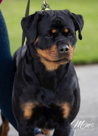 Rottweiler for sale by ELLAURICK