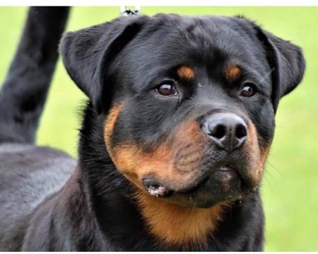 Rottweiler for sale by ELLAURICK