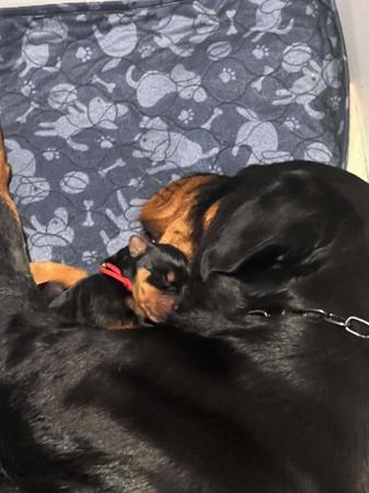 Rottweiler for sale by ELLAURICK