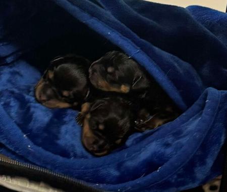 Rottweiler for sale by ELLAURICK