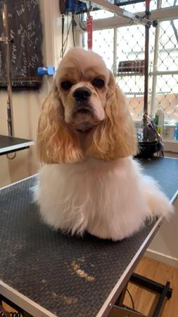 Cocker Spaniel (American) for sale by SCOTTDALDY