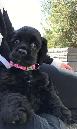 Cocker Spaniel (American) for sale by TALLINGA