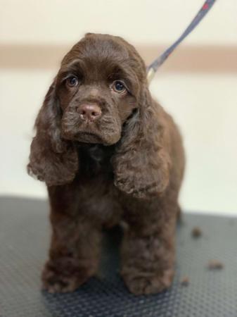 Cocker Spaniel (American) for sale by TALLINGA