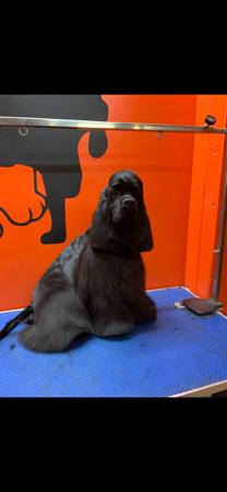 Cocker Spaniel (American) for sale by TALLINGA