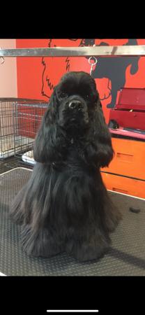 Cocker Spaniel (American) for sale by TALLINGA