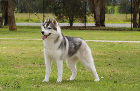 Siberian Husky dog for sale by ARTICPRIDE