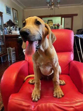 Great Dane puppy for sale by HANSELMANN