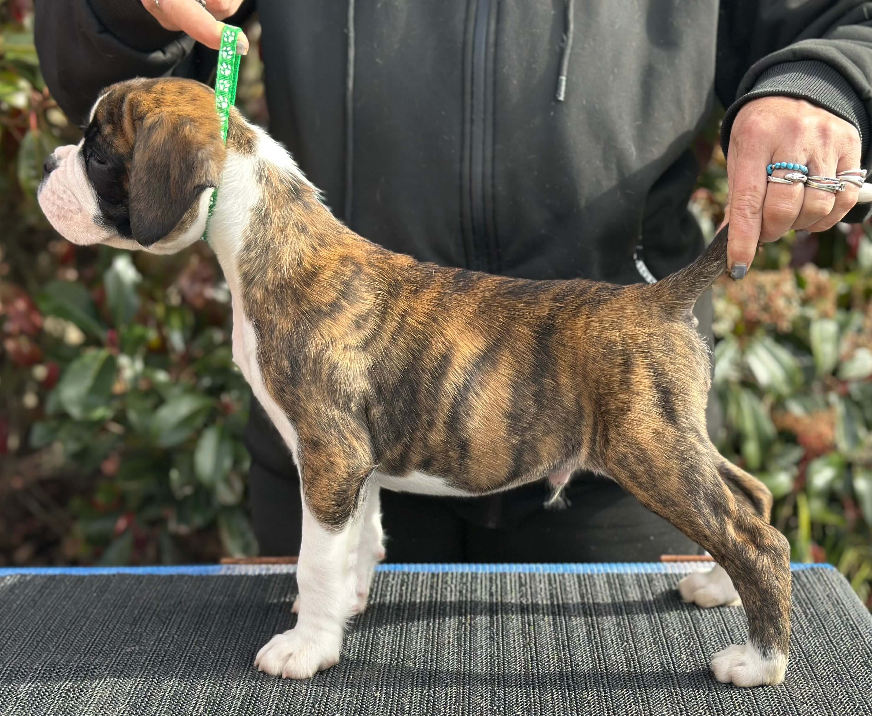 Bocsavil My Kinda Magic Boxer - Owned by M & J Carey