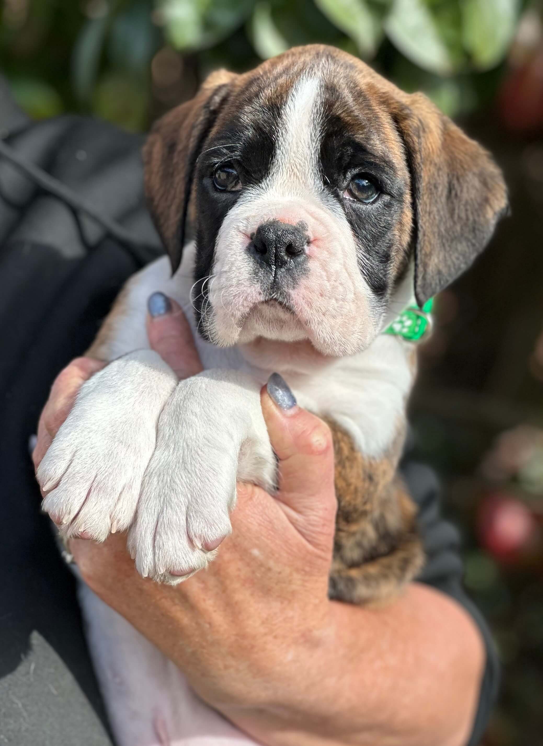 Bocsavil My Kinda Magic Boxer - Owned by M & J Carey