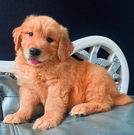 Golden Retriever puppy for sale by GOLDENPATCH