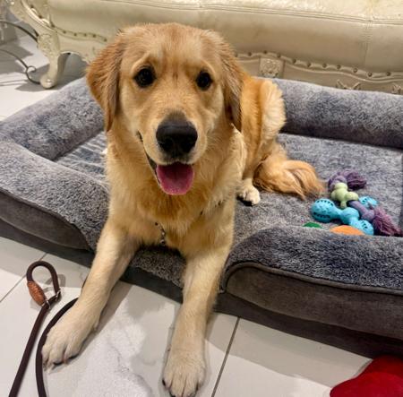 Golden Retriever puppy for sale by GOLDENPATCH