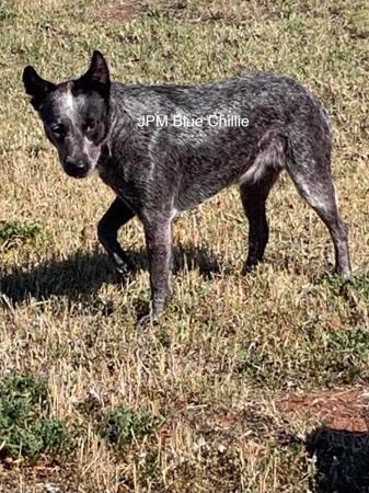 Australian Stumpy Tail Cattle Dog for sale by BENDEMREDSKIN