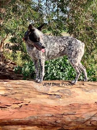 Australian Stumpy Tail Cattle Dog for sale by JUSTPUREMAC