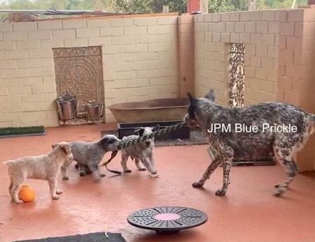 Australian Stumpy Tail Cattle Dog for sale by JUSTPUREMAC