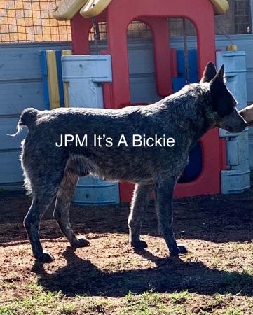 Australian Stumpy Tail Cattle Dog for sale by JUSTPUREMAC