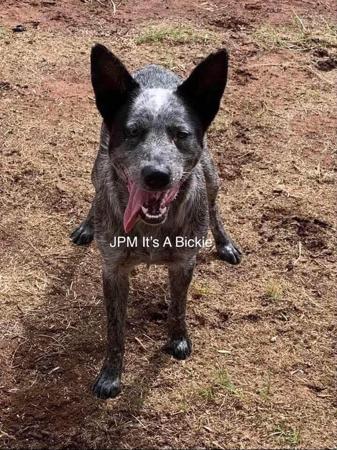 Australian Stumpy Tail Cattle Dog for sale by JUSTPUREMAC