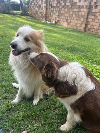 Border Collie puppy for sale by KIBLAST