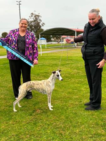 Aust Ch Arcon You'll Never Walk Alone (imp NZL) Whippet